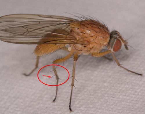 Pegomya testacea
